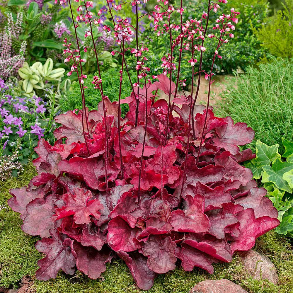 Coral Bells For Sale Buy Coral Bells Online Heuchera