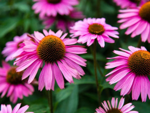 Purple coneflowers are not only beautiful additions to gardens but also provide valuable food sources for pollinators and have a history of herbal use.