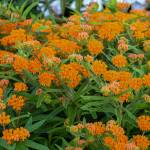 Asclepias tuberosa is a herbaceous perennial plant which typically grows to 1 to 3 feet