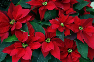 The poinsettia is a stunning ornamental plant, especially during Christmas.