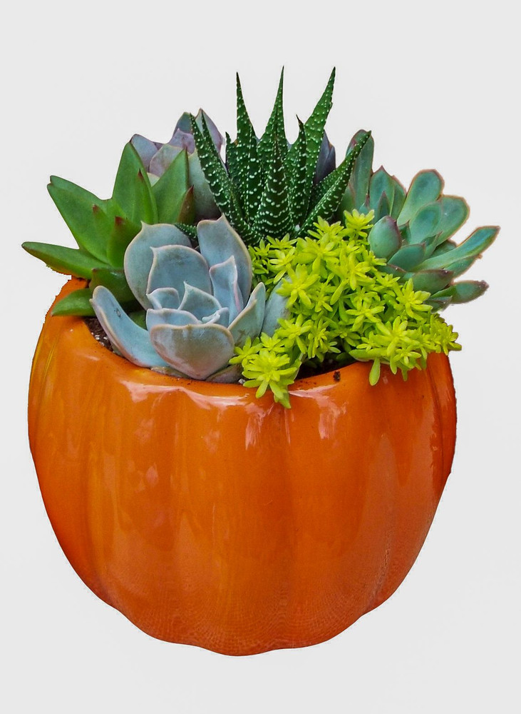 Succulent pumpkin plants for sale buy succulent combos online