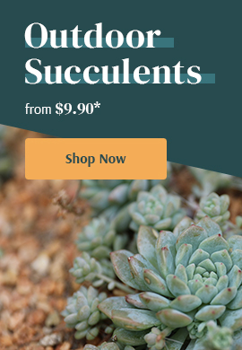 Outdoor Succulents