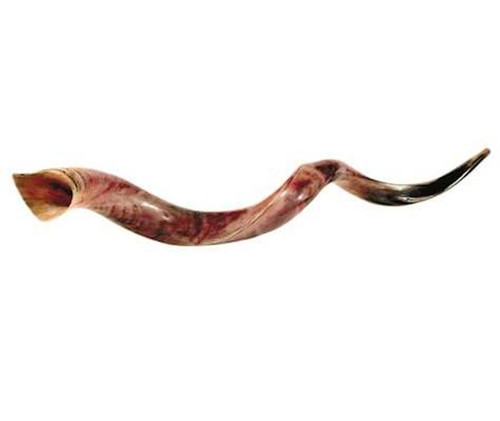 Shofar Yemenite XL Jumbo 43"-46"    #1112