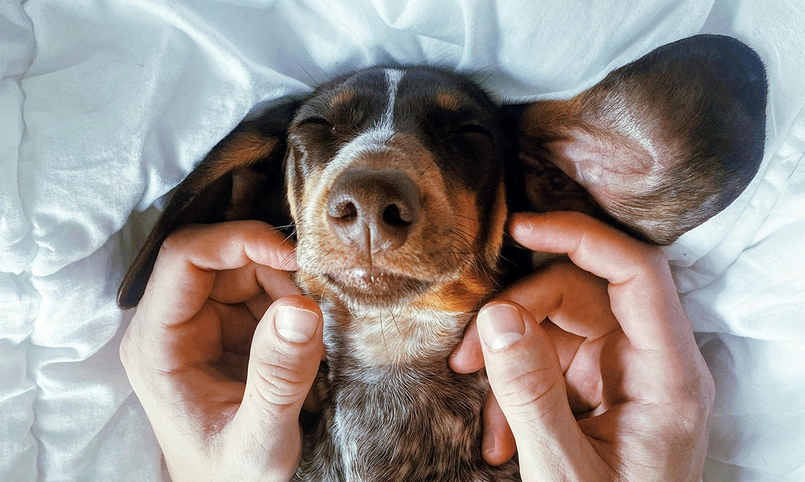 Dormir con mascotas: ¿sí o no?