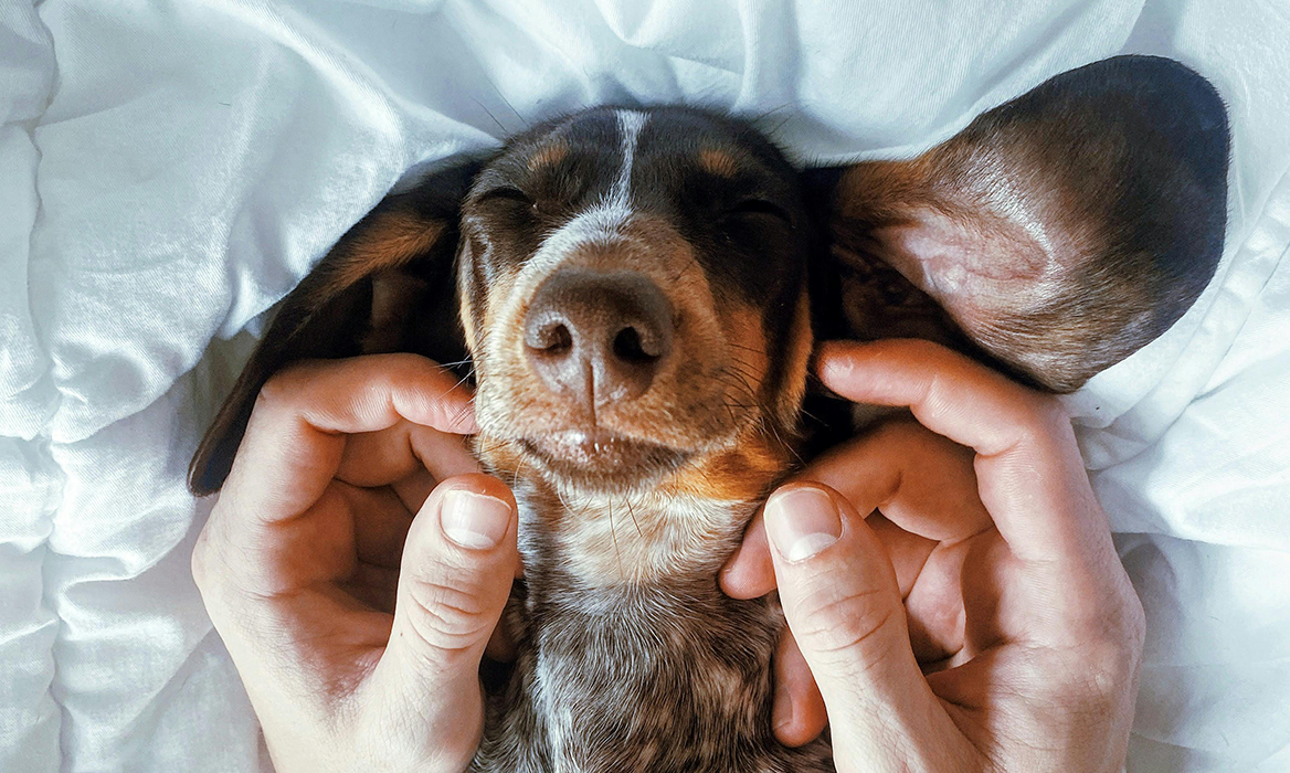 Dormir avec des animaux de compagnie : oui ou non ?