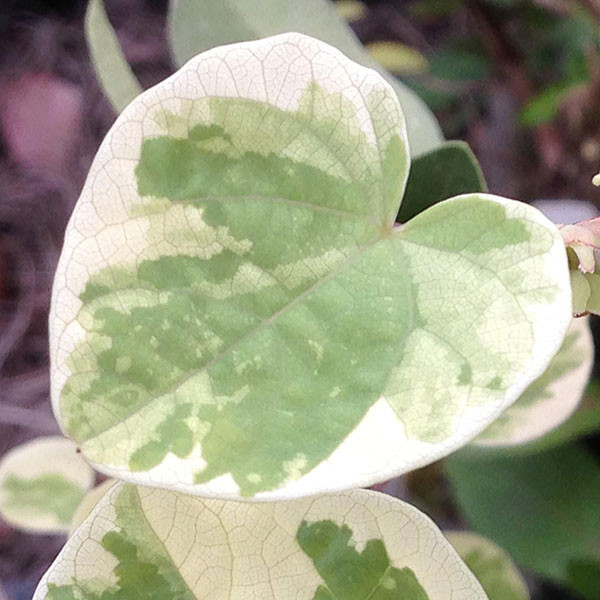 Disanthus cercidifolius 'VARIEGATED DISANTHUS' (Ena nishiki