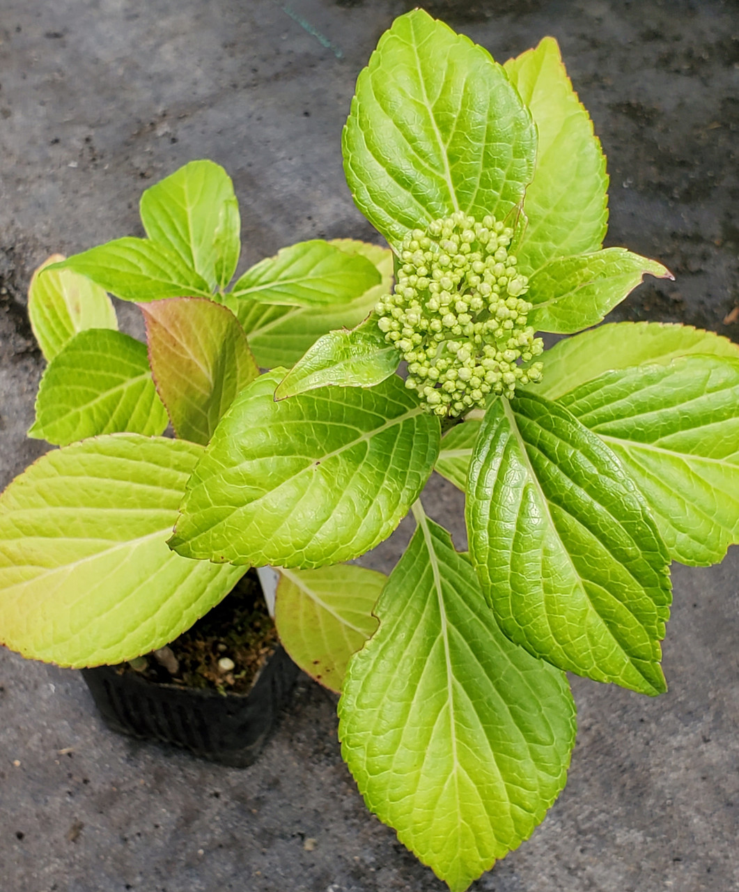 LACECAP HYDRANGEA (Hydrangea macrophylla) 