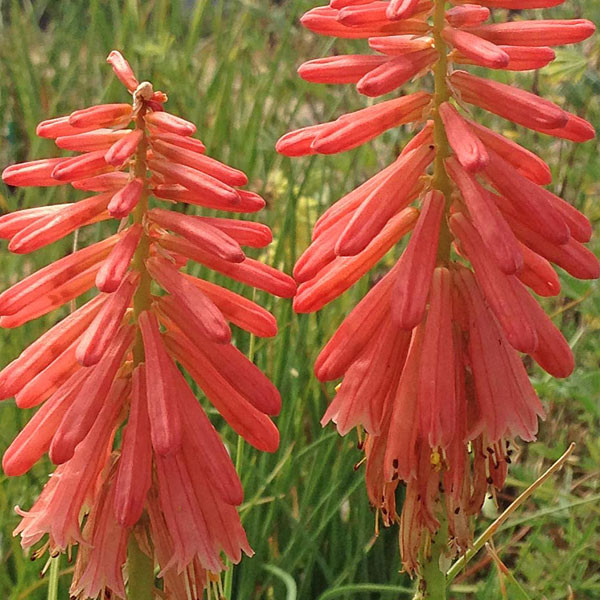 TORCH FLOWER Kniphofia (Redhot Popsicle) - ForestFarm