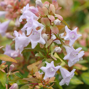 GOLDEN ABELIA Abelia grandiflora (Funshine)
