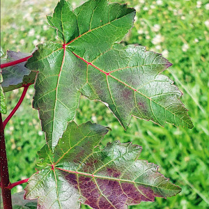 RED MAPLE Acer rubrum (Burgundy Belle)