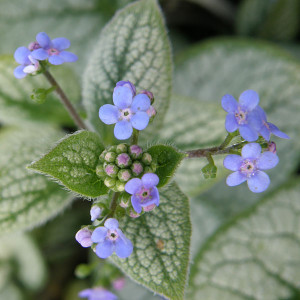 SIBERIAN BUGLOSS Brunnera macrophylla (Sea Heart)