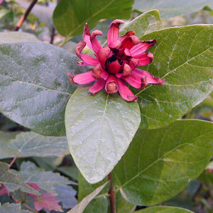 WESTERN SPICEBUSH (Calycanthus occidentalis)