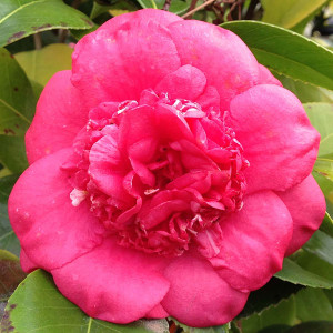 HARDY CAMELLIA Camellia  (April Tryst)