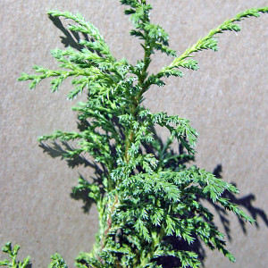CYPRESS Chamaecyparis pisifera (Creamball)