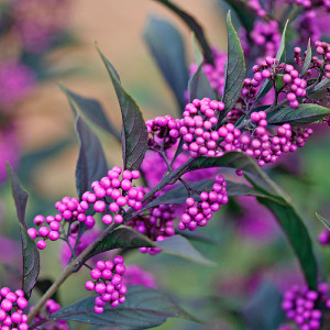 PURPLE-LEAVED BEAUTYBERRY Callicarpa  (Pearl Glam)