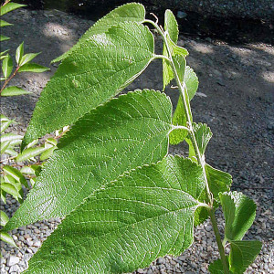 COMMON HACKBERRY Celtis occidentalis 