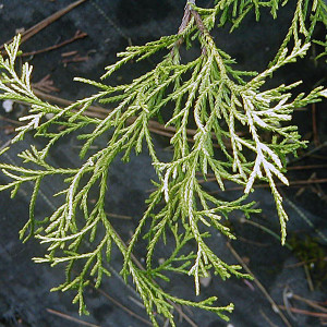 GOLDEN MOPS Chamaecyparis  (Golden Mops)