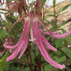 BELLFLOWER Campanula  (Pink Octopus)