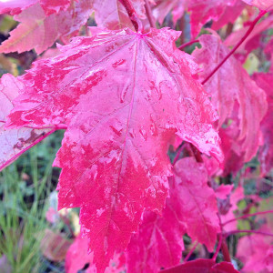 FASTIGIATE FREEMAN MAPLE Acer freemanii (Armstrong)