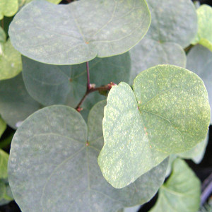 JUDAS TREE Cercis siliquastrum