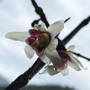 WINTERSWEET (Chimonanthus praecox)