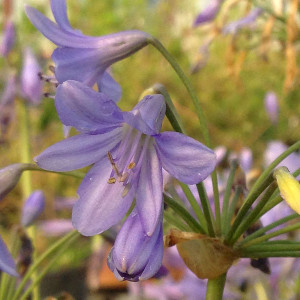 LILY-OF-THE-NILE Agapanthus praecox (Headbourne Blue)