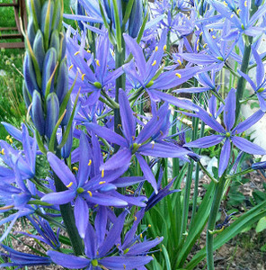 COMMON CAMAS Camassia quamash