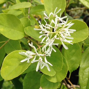 CHINESE FRINGETREE Chionanthus retusus