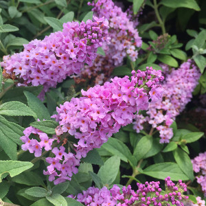 DWARF NECTAR BUSH Buddleia Lo & Behold® (Lilac Chip)