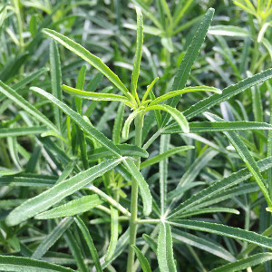 MEXICAN ORANGE Choisya arizonica (Bluestone)