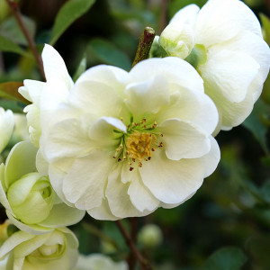 FLOWERING QUINCE Chaenomeles speciosa (Double Take Eternal White