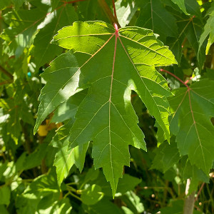 FREEMAN MAPLE Acer freemanii (Matador)
