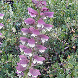 SPINY BEAR'S BREECH Acanthus spinosus
