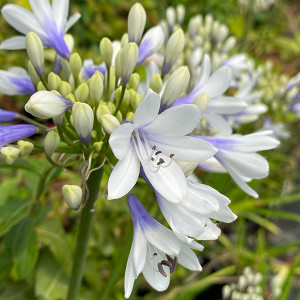BICOLORED LILY-OF-THE-NILE Agapanthus (Twister)