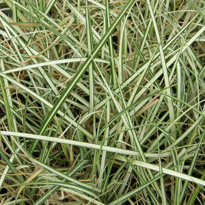 VARIEGATED POND SEDGE Carex riparia (Variegata)