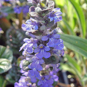 GIANT BUGLE WEED Ajuga reptans (Catlins Giant)