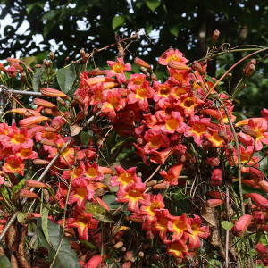 CROSSVINE Crossvine Bignonia capreolata (Dressed To Thrill)