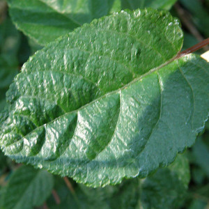 MALE HARDY KIWI Actinidia arguta