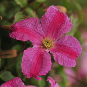 CLEMATIS Clematis (Pink Mink)