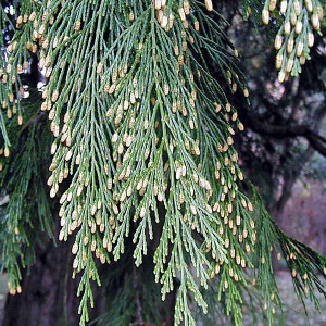 INCENSE CEDAR Calocedrus decurrens