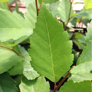 RIVER BIRCH Betula nigra (City Slicker)
