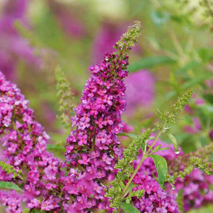 DWARF NECTAR BUSH Buddleia Lo & Behold® (Ruby Chip)