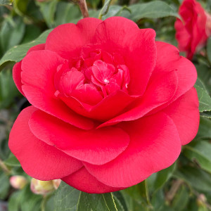 RED CAMELLIA Camellia japonica (Rosehill Red)
