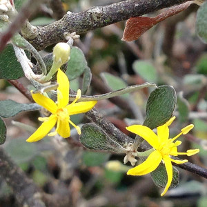 WIRE NETTING BUSH Corokia cotoneaster
