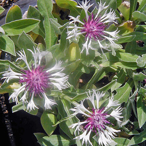 BICOLOR CORNFLOWER Centaurea  (Amethyst in Snow)