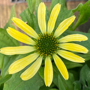 YELLOW CONEFLOWER Echinacea eyecatcher-canary Feathers