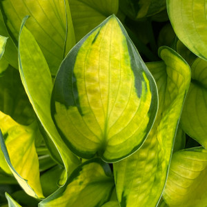 HOSTA (Rainforest Sunrise)