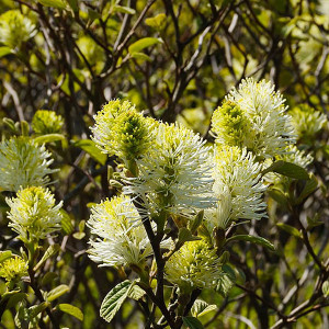 DWARF WITCH-ALDER  DWARF Fothergilla  (Legend of the Small)