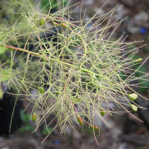 YELLOW-LEAVED SMOKEBUSH (Cotinus coggygria) "Golden Spirit"