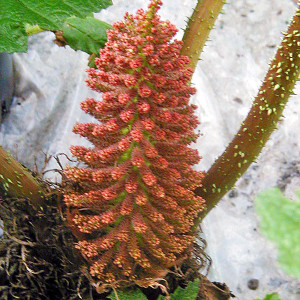 giant rhubarb